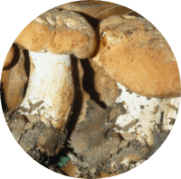 ALBATRELLUS OVINUS EXTRACT